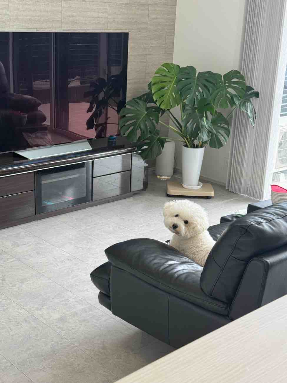 【埼玉県三郷市】施工事例 ビションフリーゼ2匹との生活！「ペット臭」ゼロで深呼吸できる住まいの秘訣とは？